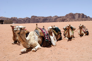 Wadirum